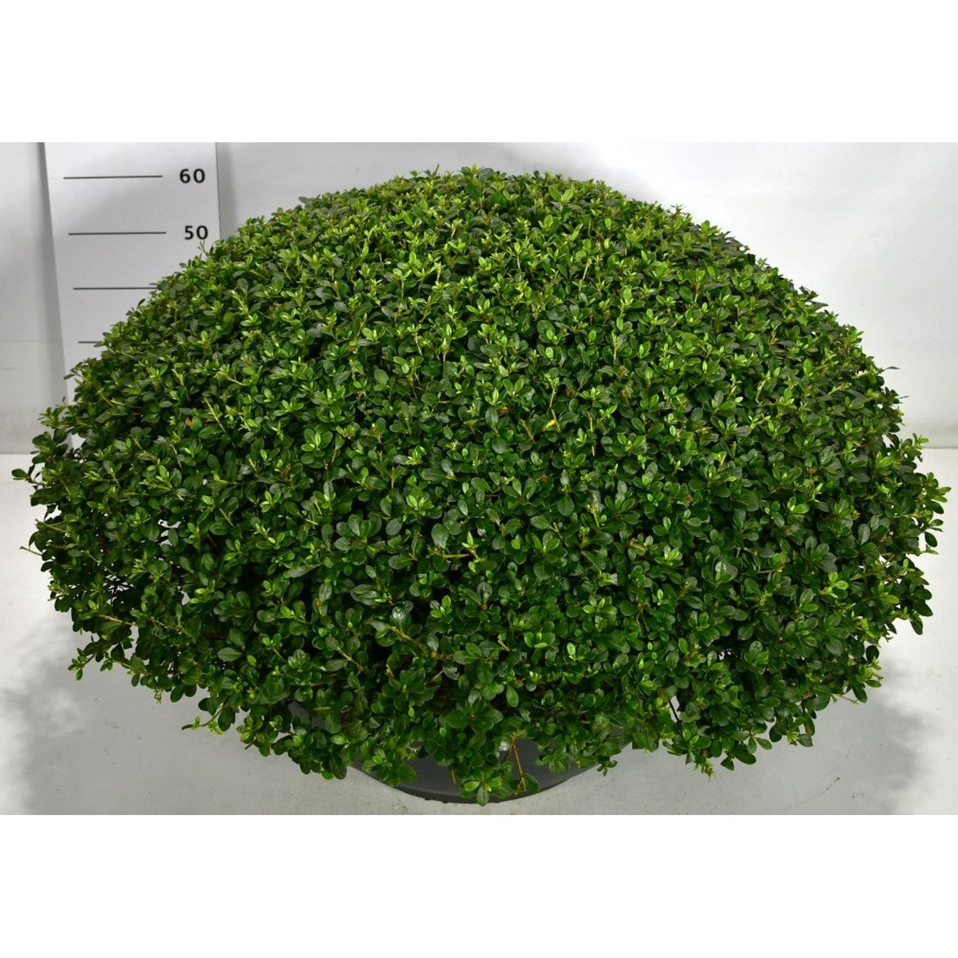 Rhododendron – Rhododendron 'Sylvester' - C80 90-100 cm. Bol Plateau